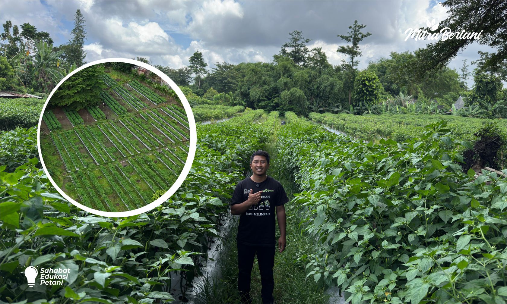 Cara Mencegah Virus Kuning Cabai: Terbukti Efektif di Lahan Endemik Meski Benih Belum Tahan Virus