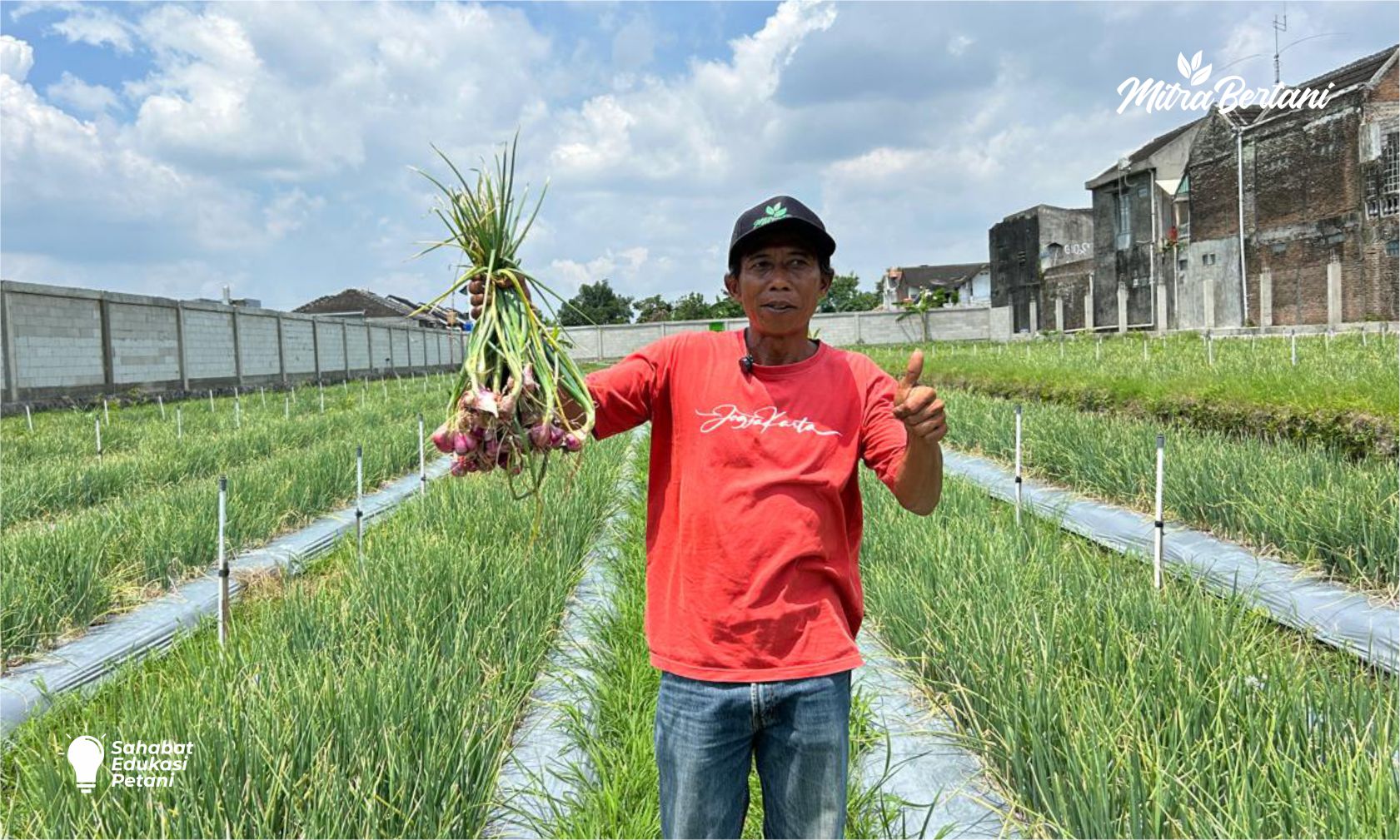 Budidaya Bawang Merah Ternyata Menjanjikan, Ini Buktinya!!