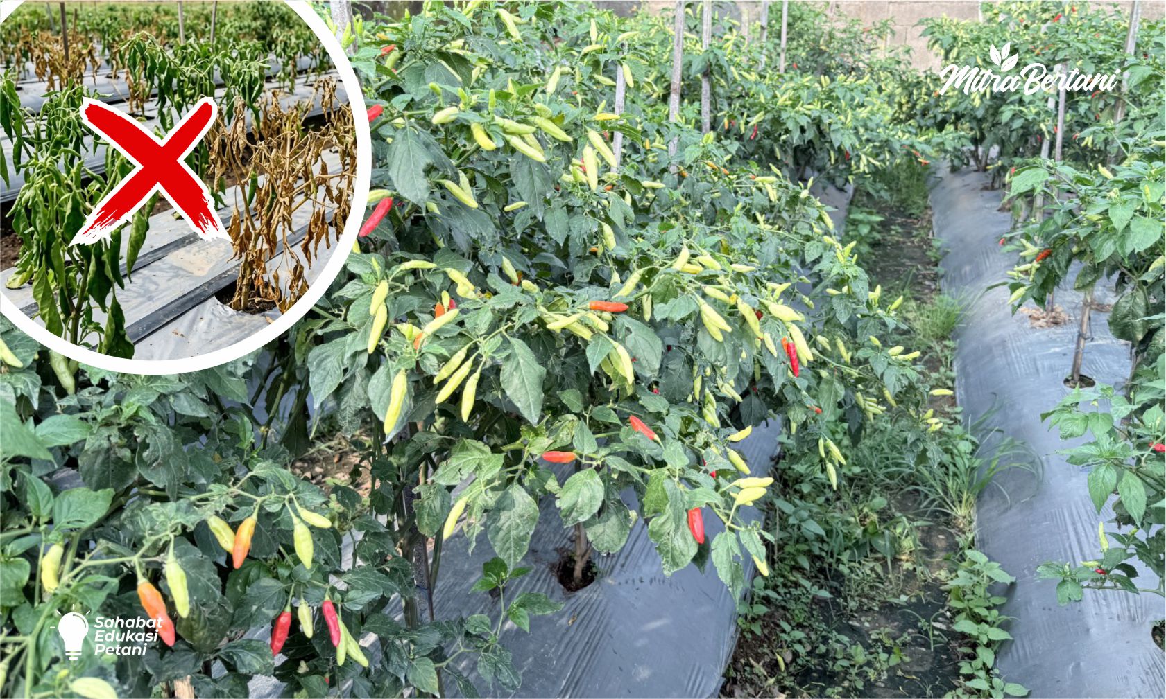 Bukan Kocor Fungisida! Ini Perawatan Anti Layu Cabai Yang Wajib Petani Coba