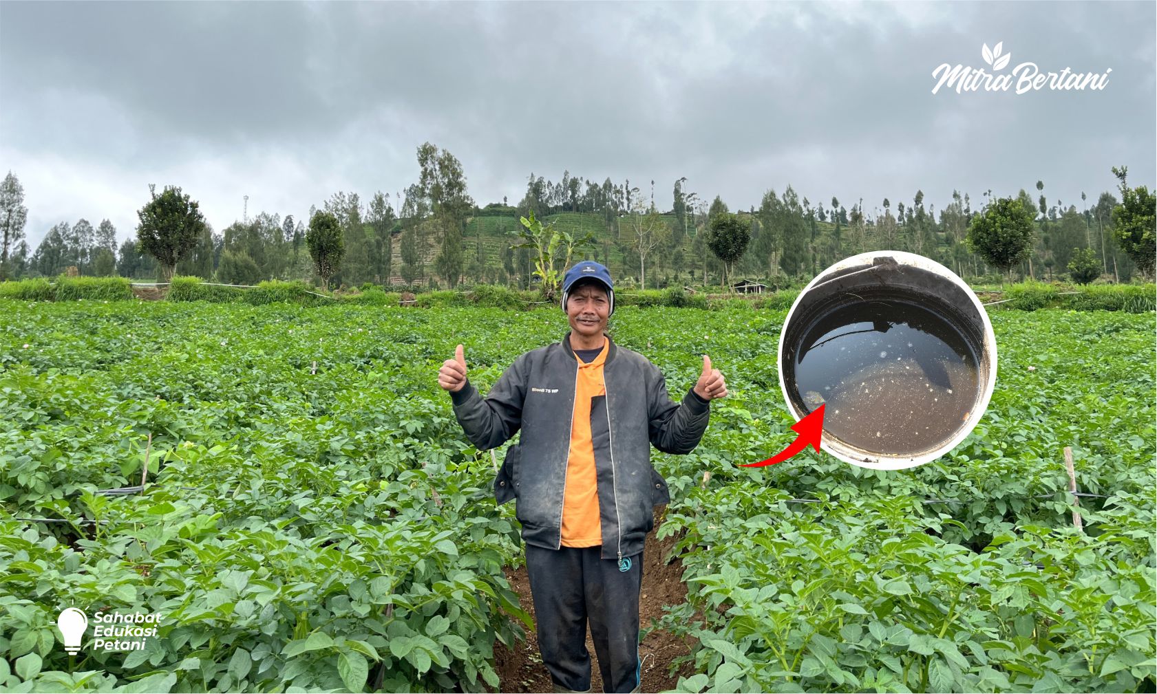 OBAT LAYU TANAMAN KENTANG!! TERNYATA MURAH DAN MUDAH DIAPLIKASIKAN