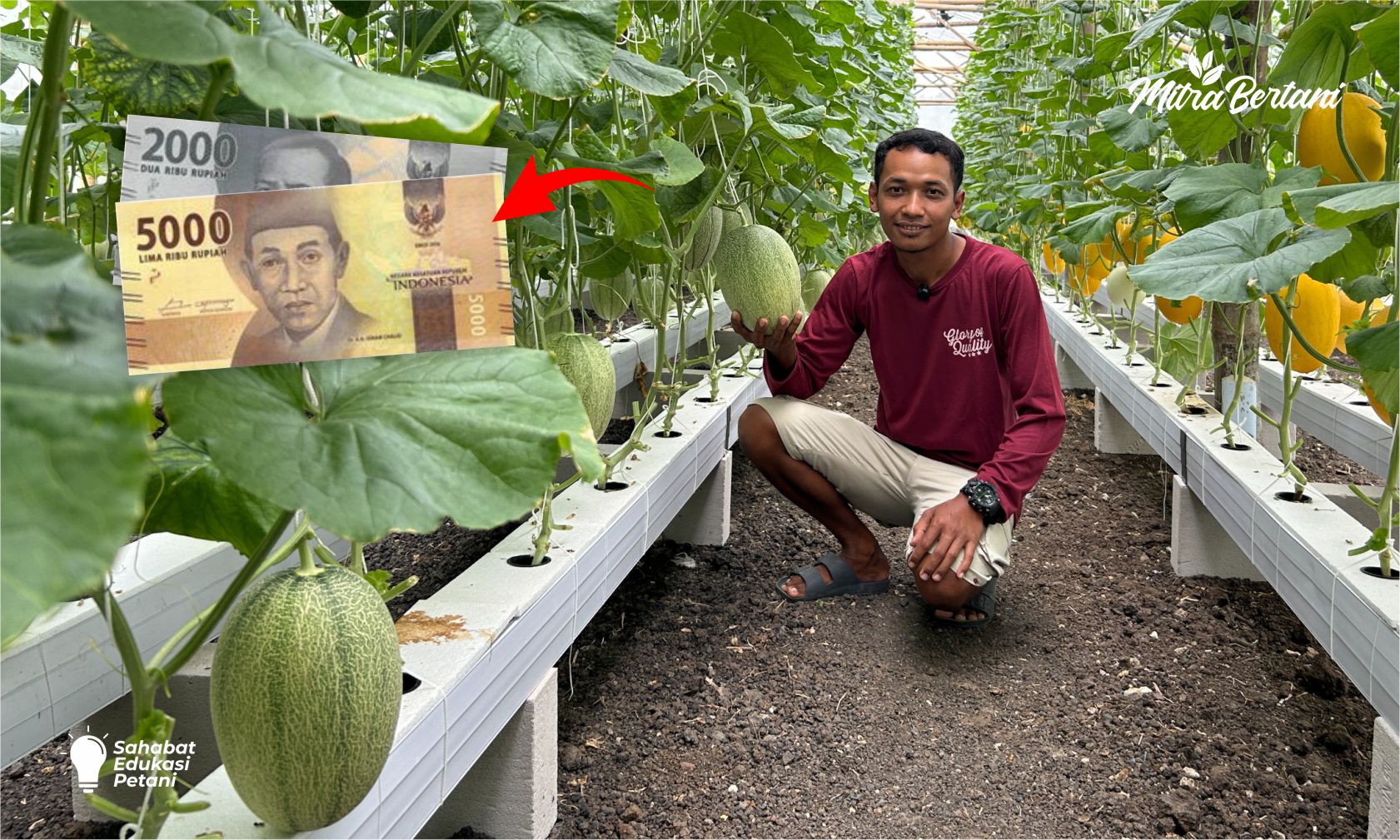 Cara Budidaya Melon Hidroponik DFT untuk Pemula, Praktis dan Hemat Biaya