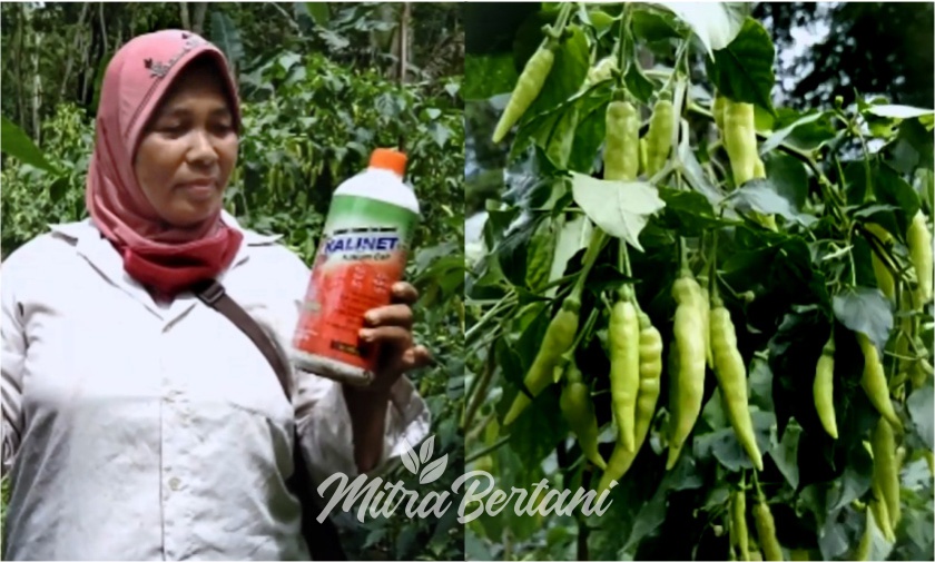 Cabai Rawit 11 Bulan Lebih, Produktivitas Tinggi dan Bebas Pathek