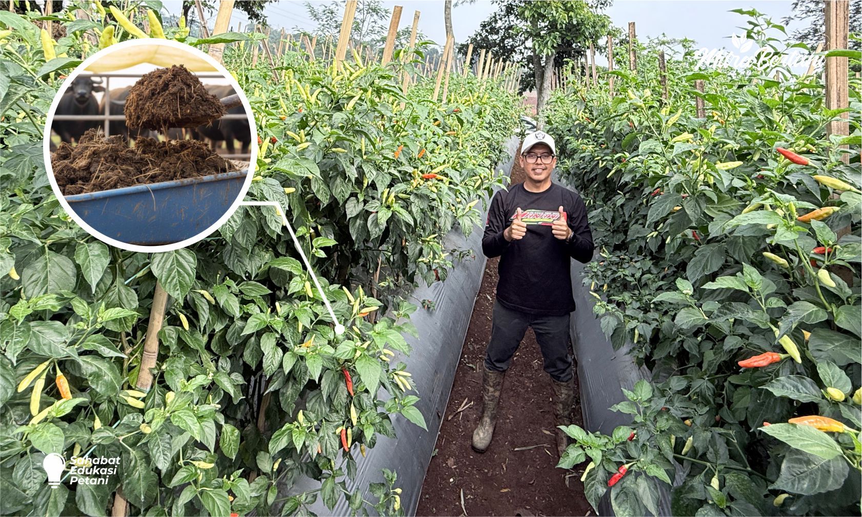 Kenapa Cabai Rawit Tetangga Lebih Subur dan Minim Penyakit? Ternyata Rahasianya Ada di Olah Lahan Sebelum Tanam