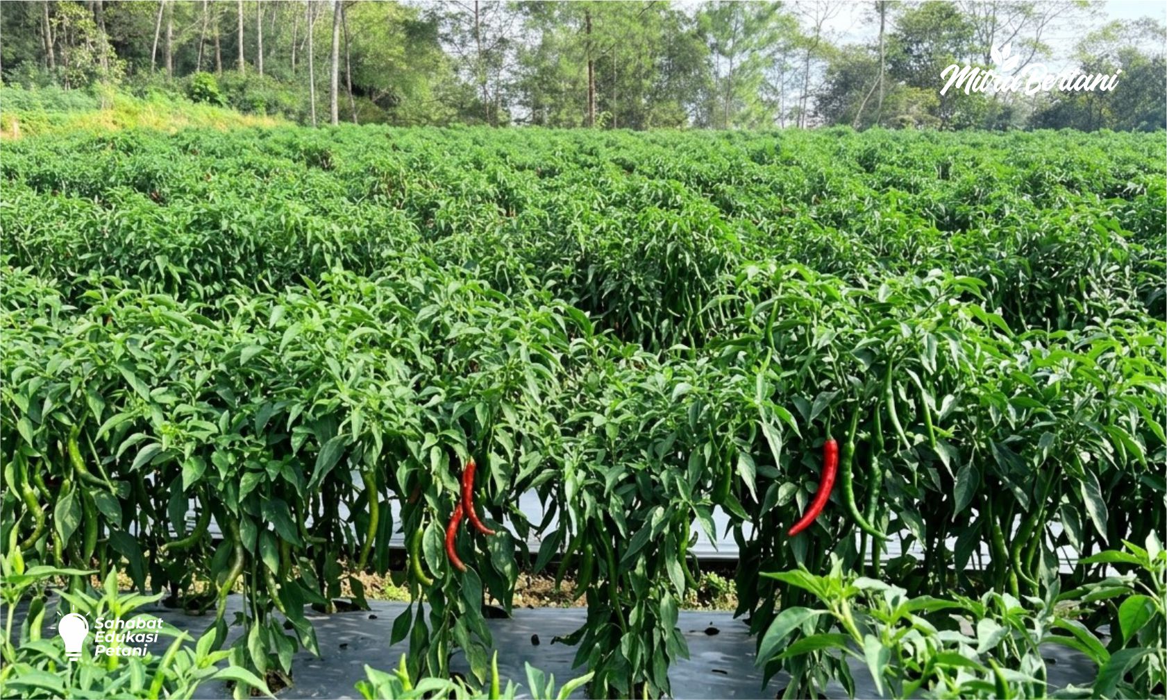 CABAI LAYU SETELAH DI PUPUK! INI KUNCI CABAI SEHAT, TAHAN PENYAKIT, DAN PRODUKTIF DI DATARAN TINGGI