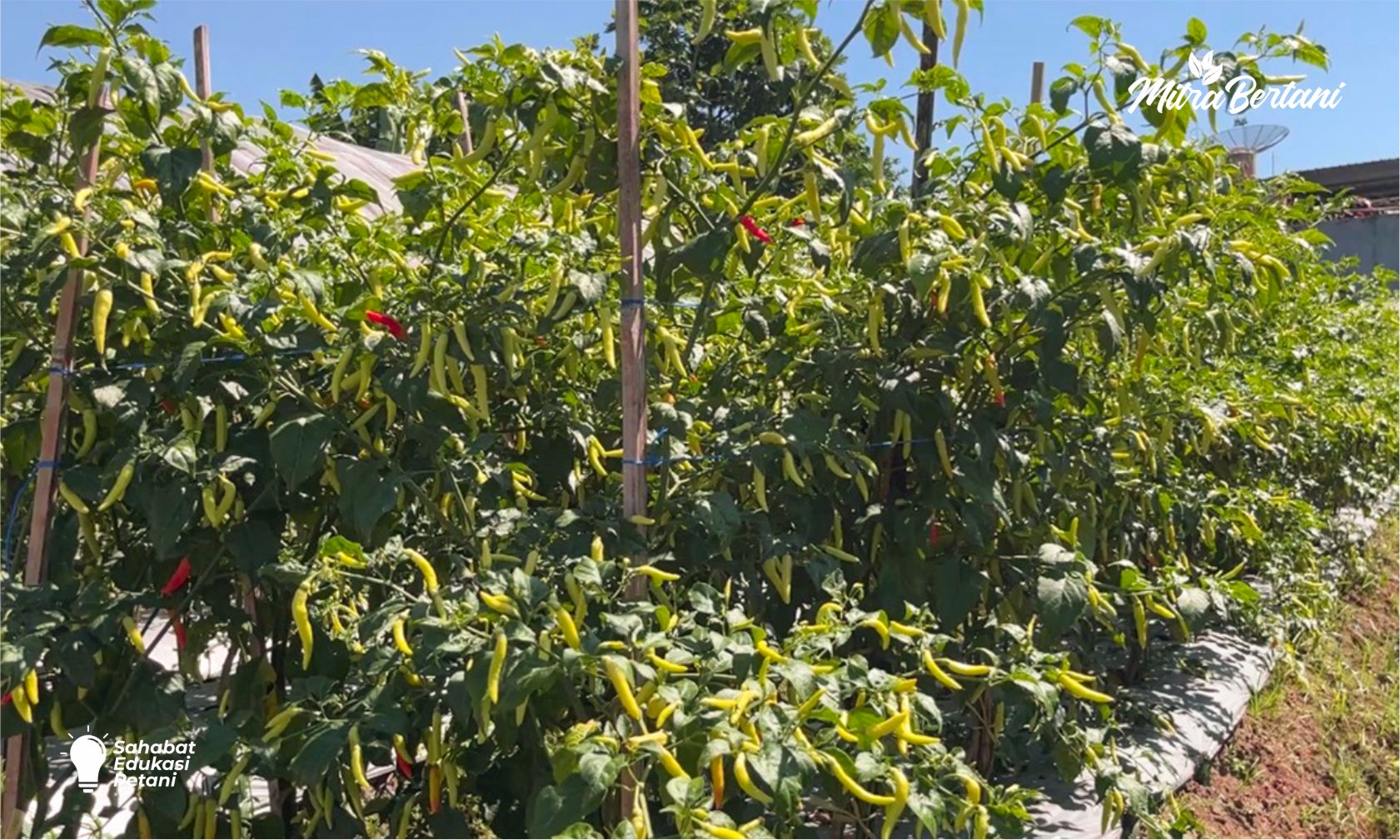 CARA MENGHASILKAN BUAH CABAI GEMBEL, LEBAT DAN BERBOBOT, TARGET 2 KG PER TANAMAN